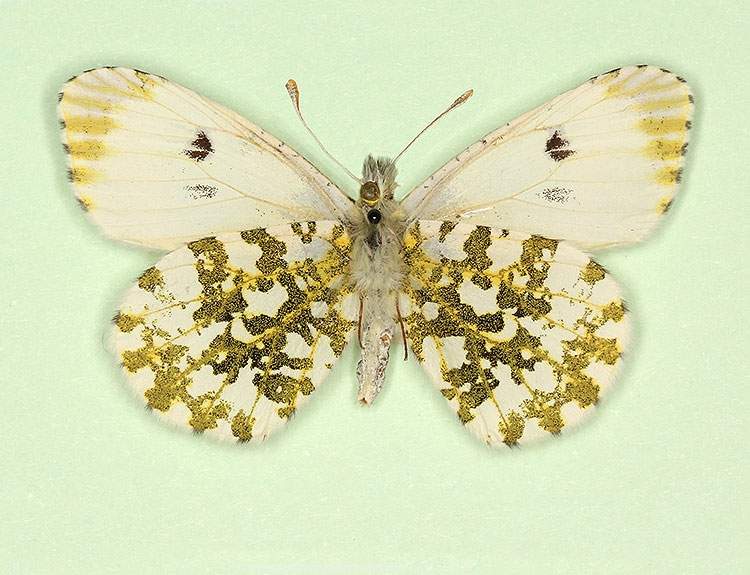 Anthocharis cardamines female (aberrant form nov) (Internet Image property of respective owner, non-commercial use only)